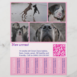 Designer Puppy Verkoop Flyer 4 afbeeldingen