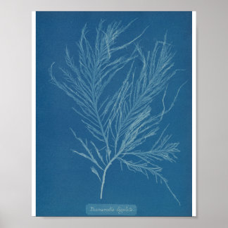 Desmarestia ligulata door Anna Atkins Poster