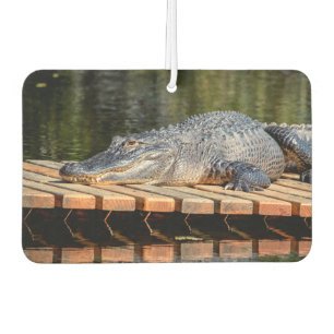 Désodorisant Pour Voiture Alligator at Homosassa Springs Wildlife State Park