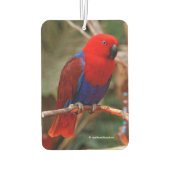 Désodorisant Pour Voiture Belle "Dame en rouge" Eclectus Parrot (Dos)