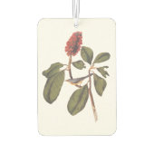 Désodorisant Pour Voiture Bonaparte Moucherolle Canada Paruline Audubon Oise (Dos)