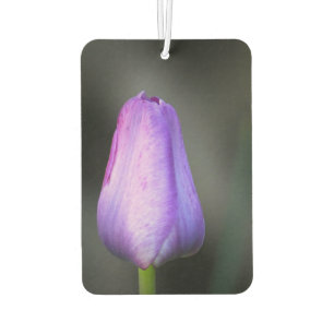 Désodorisant Pour Voiture Bud de tulipe pourpre