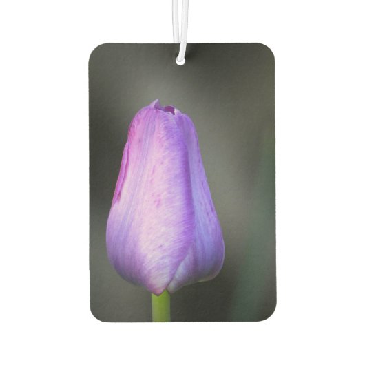 Désodorisant Pour Voiture Bud de tulipe pourpre (Dos)