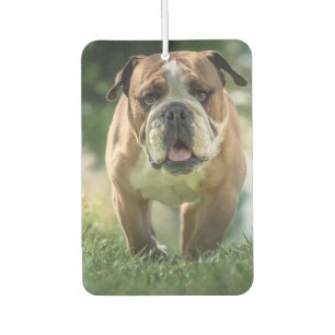 Désodorisant Pour Voiture Bulldog Car Air Freshener