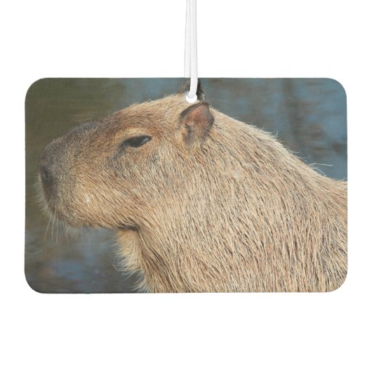 Désodorisant Pour Voiture Capybara (Devant)