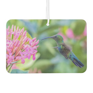 Désodorisant Pour Voiture Caribe à gorge verte Hummingbird Air Freshener