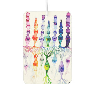 Désodorisant Pour Voiture Cellules cônes cellules tiges et neurone bipolaire