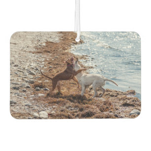 Désodorisant Pour Voiture Chiens sur la plage
