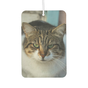 Désodorisant Pour Voiture Créez Votre Propre Photo de Animal de Compagnie Ca