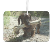 Désodorisant Pour Voiture Dachshund (Dos)
