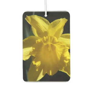 Désodorisant Pour Voiture Daffodile parfait