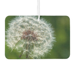 Désodorisant Pour Voiture Dandelion Dans La Lumière