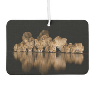 Désodorisant Pour Voiture Fierté de lions buvant au point d'eau la nuit