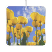 Désodorisant Pour Voiture Fraîcheur d'air des Tulipes Jaunes carrés (Devant)