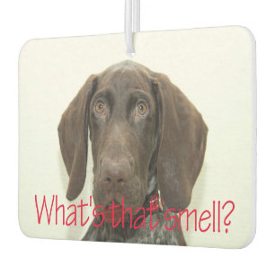 Désodorisant Pour Voiture Grizzly brillant quelle est cette odeur ?