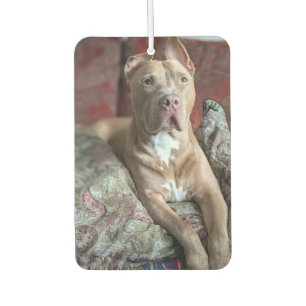Désodorisant Pour Voiture Joli Pit Bull
