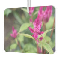 Jolie rose Fleurs Magenta Celosia Jardin Photo