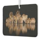 Désodorisant Pour Voiture Lion Pride Drinks at the Water Hole at Night (Gauche)