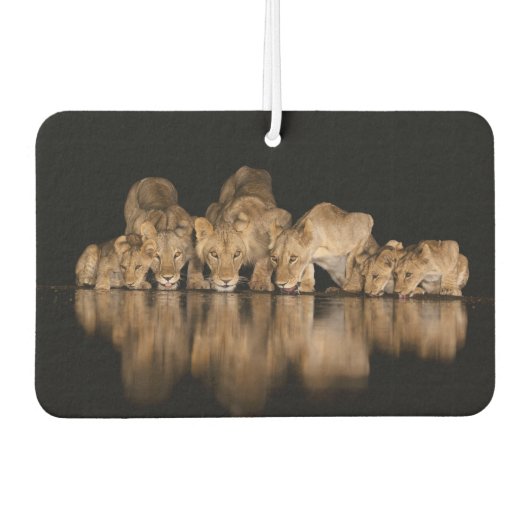 Désodorisant Pour Voiture Lion Pride Drinks at the Water Hole at Night (Devant)