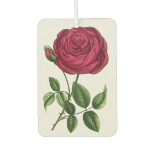 Désodorisant Pour Voiture Lithographie de rose antique, François-Frédéric Gr