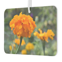 Marigold Orange Fleur Nature Jardin photographique