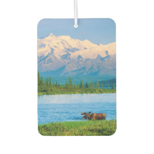 Désodorisant Pour Voiture Orignal mâle dans le Wonder Lake