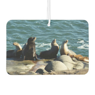 Désodorisant Pour Voiture Otaries de San Diego