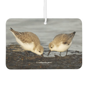 Désodorisant Pour Voiture Paire mignonne de Sanderlings Sandpipers Partage u