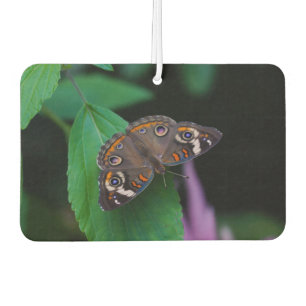 Désodorisant Pour Voiture Papillon tacheté