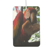 Désodorisant Pour Voiture Parrot Macaw Scarlet Manger Toast (Devant)