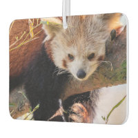 Petit panda rouge pâle