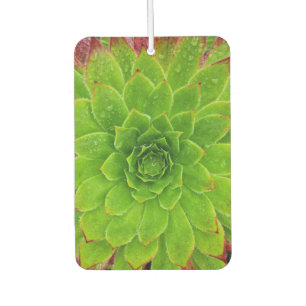 Désodorisant Pour Voiture Plante Lover Aeonium Magie