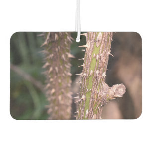 Désodorisant Pour Voiture Plante Stem Thorns Nature Park Photographie