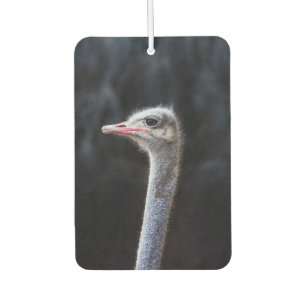 Désodorisant Pour Voiture portrait d'autruche