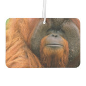 Désodorisant Pour Voiture Portrait of Orang-utang Male, Georgia, USA (Dos)