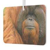 Désodorisant Pour Voiture Portrait of Orang-utang Male, Georgia, USA (Gauche)