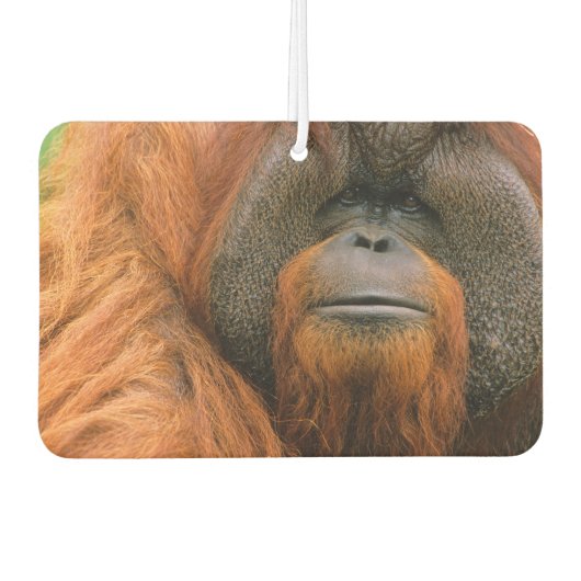 Désodorisant Pour Voiture Portrait of Orang-utang Male, Georgia, USA (Devant)