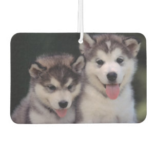 Désodorisant Pour Voiture Puppies Air Freshener