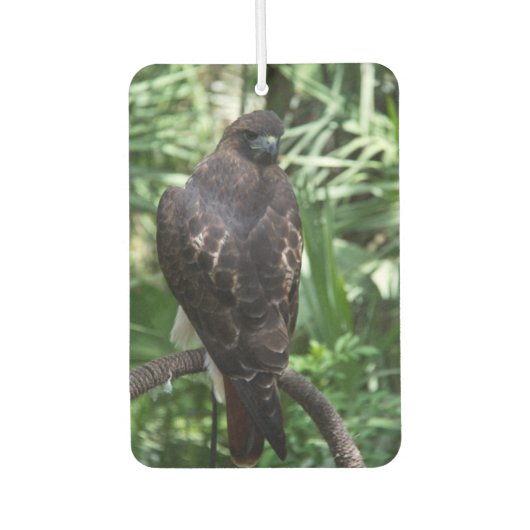 Désodorisant Pour Voiture Red Tail Hawk Bird (Devant)