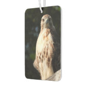 Désodorisant Pour Voiture Red Tail Hawk Stare Down (Gauche)