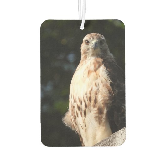 Désodorisant Pour Voiture Red Tail Hawk Stare Down (Dos)