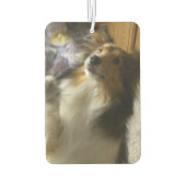 Désodorisant Pour Voiture Shetland Sheepdog Begging (Dos)