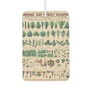Désodorisant Pour Voiture Tableau de l'École de Botanique Antique Nature Vin