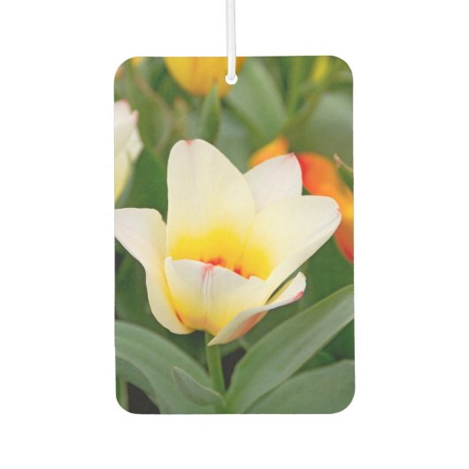 Désodorisant Pour Voiture Tulipe blanche (Devant)