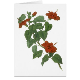 Dessin botanique de fleur de ketmie