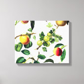 dessin de fruit en toile enveloppée (Recto)