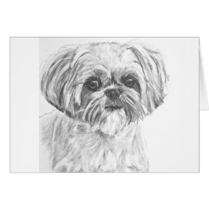 Dessin de Shih Tzu