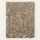 Dessin neurologique Purkinje - Neurologue (Dos)