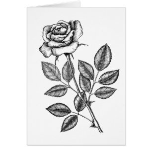 dessin rose 2
