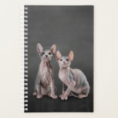 Dessin Sphynx chaton (Devant)